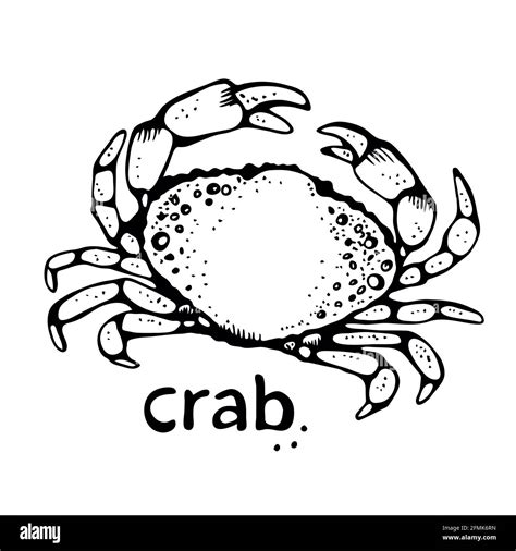 Crab Vector Illustration Hand Drawn Sketch Isolated On White