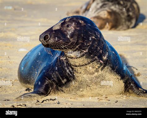 Grey Seal Winterton Beach Norfolk Stock Photo Alamy