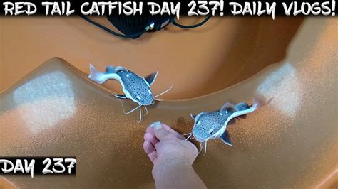 Day Daily Red Tail Catfish Vlog Watch Them Grow Youtube