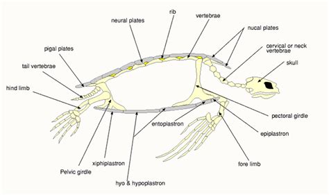 Sea Turtle Anatomy | Sea turtle species, Sea turtle information, Sea turtle