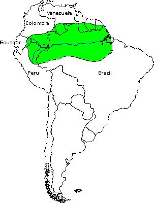 Amazon Rainforest Map - The Amazon Rainforest