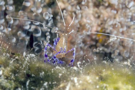 Pedersoni D Ancylomenes Crevette Du S De Pederson Image Stock