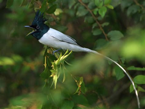 Indian Paradise Flycatcher The Magnificent Bird Known For Its