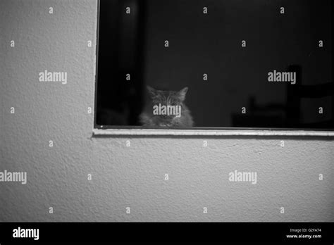 Cat Staring Out Window Stock Photo Alamy