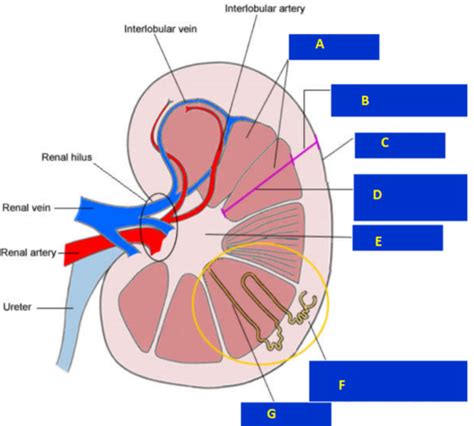 4 Urinary System Flashcards Quizlet