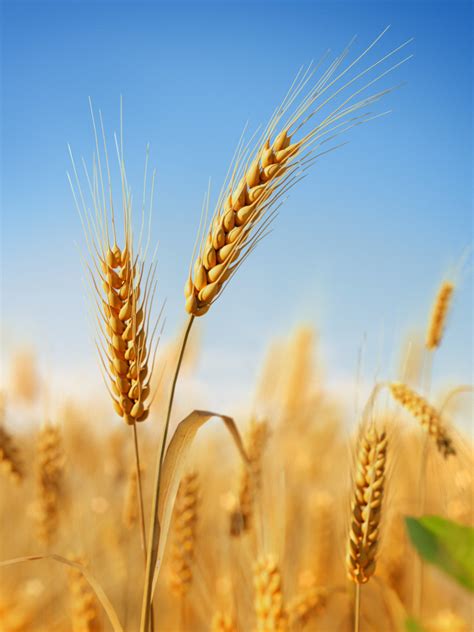 Artstation 3d Wheat Field Collection Vol01 Resources