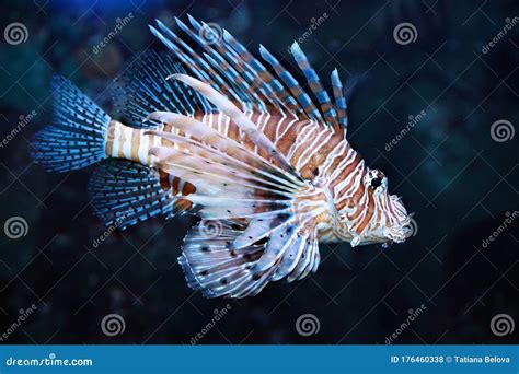 Pterois Volitans Red Lionfish Dangerous Sea Fish Stock Photo Image