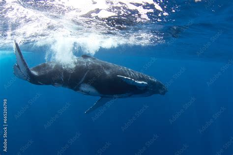 Calf of humpback whale near its mother. Snorkeling with the whales ...