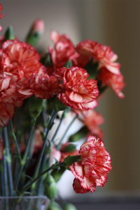 Flora Design Carnations Flowers Photography Still Life Plants