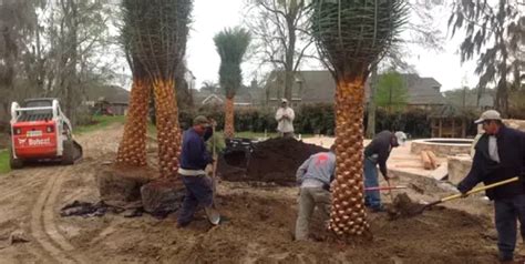 Tree Services Metairie New Orleans Clean Cut Landscape Co