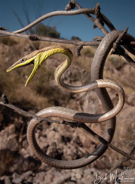 Brown Vinesnake - The Orianne Society