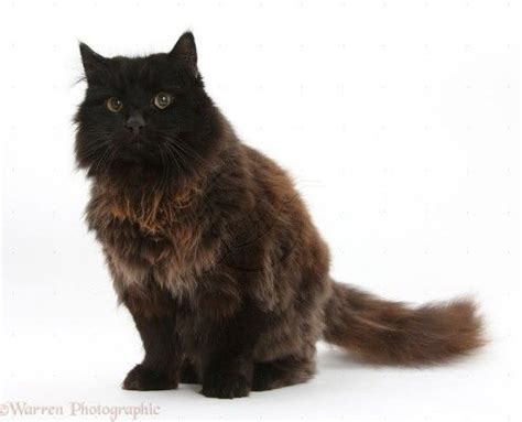 Chocolate Brown Cat Breeds - Pets Lovers