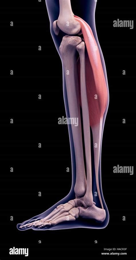 Illustration Der Gastrocnemius Muskel Stockfotografie Alamy