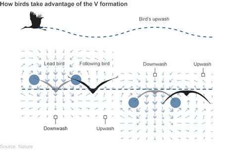 Why Birds Fly in V Formation: Finally, an Explanation – Guardian ...