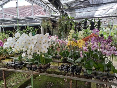 Various Types of Moon Orchids in the Beautiful Indonesia Mini Orchid ...