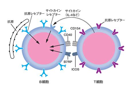 生物部「t細胞のb細胞補助作用における表面相互作用分子とサイトカイン」をくわしく解説！ 理科年表オフィシャルサイト