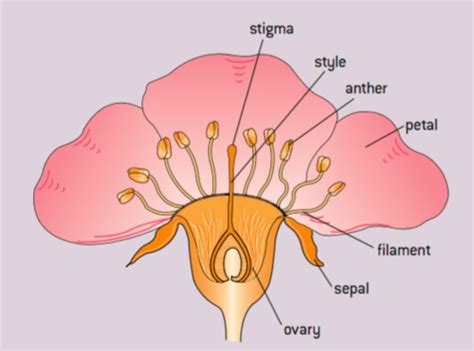 Uwcsea Ib Biology Topic Reproduction In Plants Flashcards