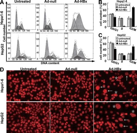 Effects Of HBx On Cell Cycle Distribution And Nuclear Morphology In HCC