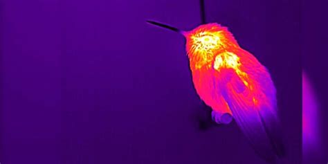 Why Hummingbirds Don't Overheat - Business Insider