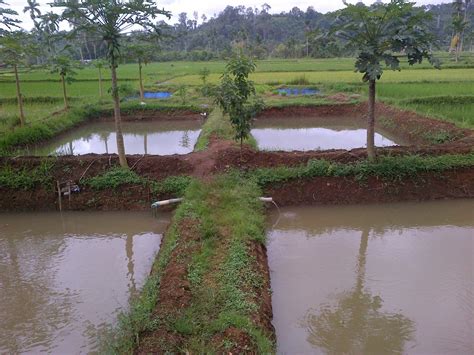 Rahasia Sukses Budidaya Ikan Lele Di Kolam Tanah Tips Terbaik