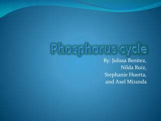 PPT - Phosphorus Cycle PowerPoint Presentation - ID:477327