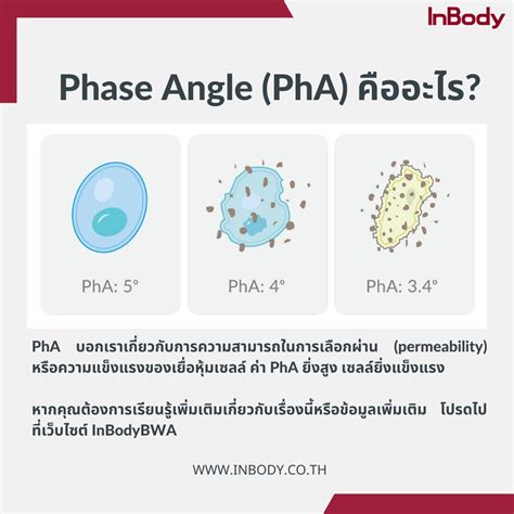 inbody thailand phase angle pha pha facebook