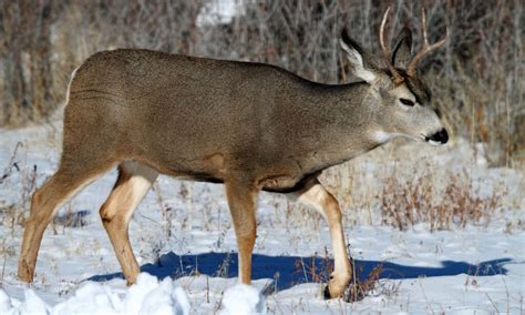 Mule Deer Vs Whitetail 13 Key Differences For Hunters To Know