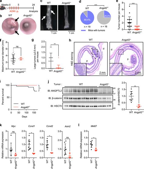 ANGPTL2 Deficiency Suppresses Colorectal Tumorigenesis A Schematic