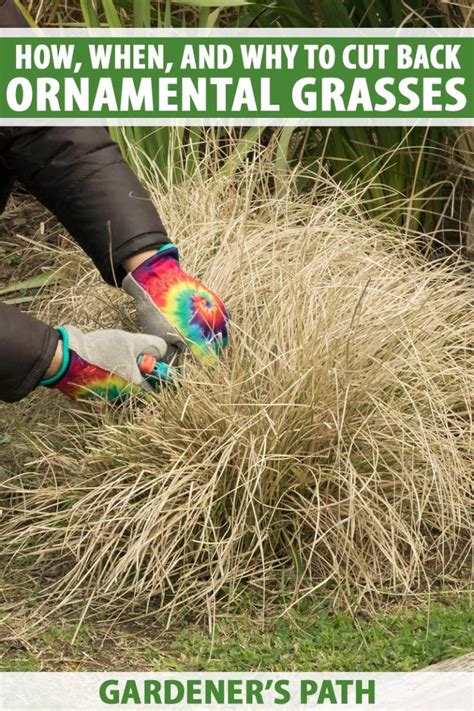 How, When, and Why to Cut Back Ornamental Grasses