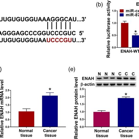 ENAH Was Regulated By MiR8743p In Esophageal Cancer Cells A Target