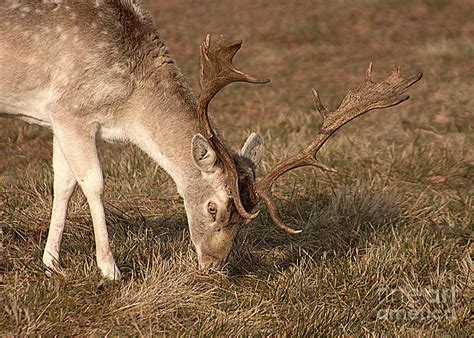 Wildlife Gentle Fallow Photograph By Linsey Williams Fine Art America