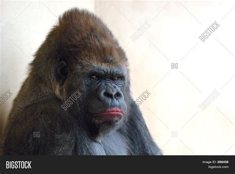 Gorilla Lipstick Image & Photo (Free Trial) | Bigstock