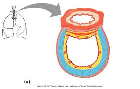 Larynx Diagram (Trachea) 3 Diagram | Quizlet