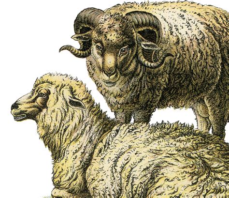 Discover More Than Realistic Sheep Drawing Latest Seven Edu Vn