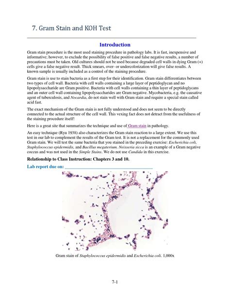 Gram Stain by Myriam Feldman - Issuu