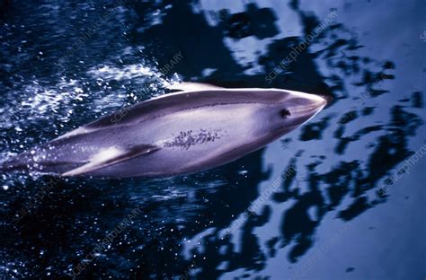 Pacific White-Sided Dolphin - Stock Image - C004/5861 - Science Photo ...