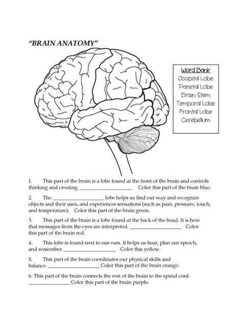 anatomy of the brain coloring worksheet answers | Anatomy Worksheets