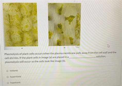 Solved if the plant cells in image a are placed in a ___ | Chegg.com 
