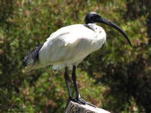 Australian White Ibis - Birds SA