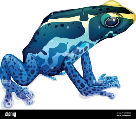 Poison Dart Frog Clip Art