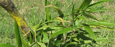 Phyllostachys Species Blue Bamboo Glaucous Bamboo Phyllostachys Glauca