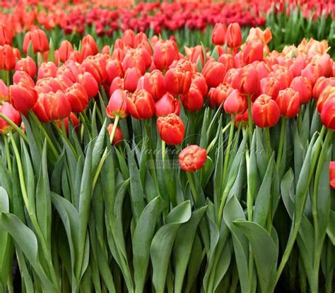 Тюльпан Айкун (Tulipa Icoone) - Тюльпаны Махровые - Тюльпаны ...