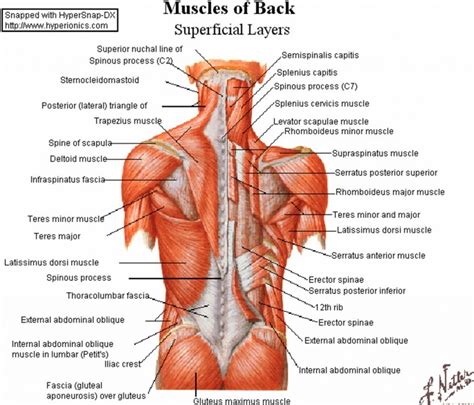 Bone And Lower Back Muscles Lower Back Muscles Anatomy Human Anatomy