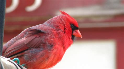 How a Cardinal Makes His Red FeathersDonna L. Long