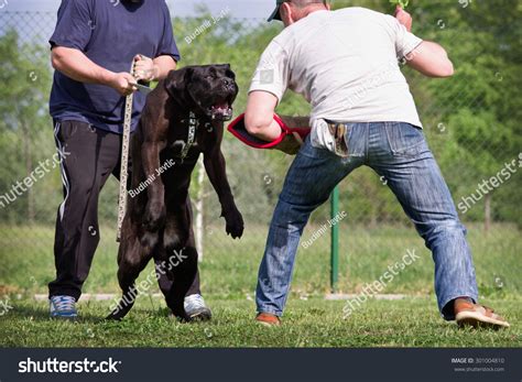 Dog Training Class Cane Corso Breed Stock Photo 301004810 - Shutterstock