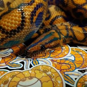 Brazilian Rainbow Boa Morphs Vinyl Stickers Snake Stickers - Etsy