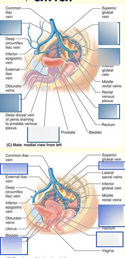 Venous Drainage Of The Bladder Diagram Quizlet