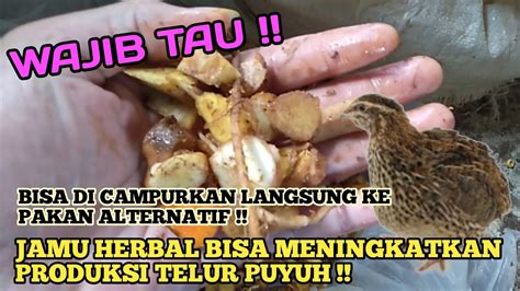 Cara Membuat Pakan Alternatif Puyuh Dan Jamu Herbal Untuk Puyuh Petelur