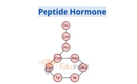 Types of Hormones With Examples | Amine Hormone | Peptide Hormone ...