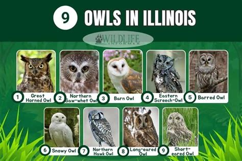 The 9 Species of Owls in Illinois (With Pictures) - Wildlife Informer